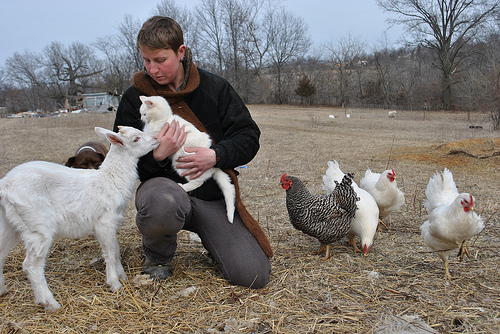 Goat kid with chickens