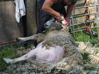 shearing