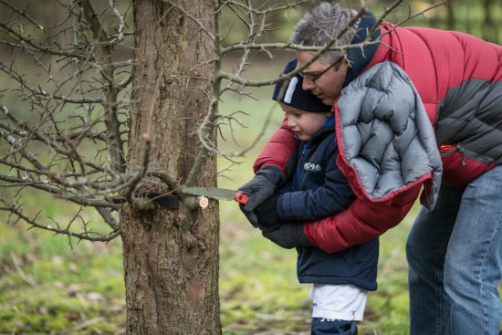 Establishing urban orchards