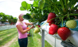 Cheap foreign labour? A fruit picker from eastern Europe at a strawberry farm in Kent