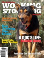 australian stock dog magazine cover