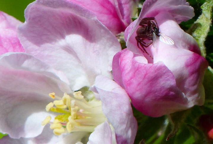 Spider devours a fly in apple blossom in a photo by Jo Cartmell