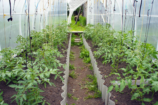 What to sow, plant and harvest in your polytunnel or greenhouse in April