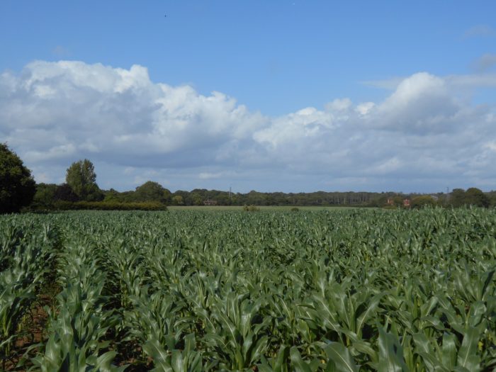 The site was used to grow maize prior to purchase by the ELC