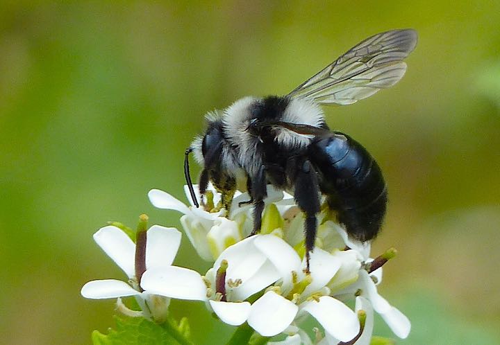 Ashy Mining Bee on Garlic Mustard in a photo by Jo Cartmell