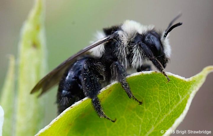 An Ashy Mining Bee photographed by Brigit Strawbridge - one of the most majestic of insects!