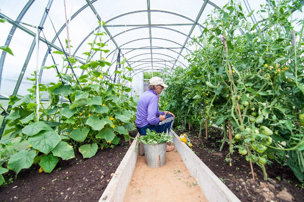 What to sow, plant and harvest in your polytunnel or greenhouse in August