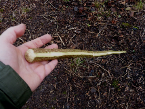 Walking staff with strip of bark removed to dry it out