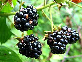blackberries-copy