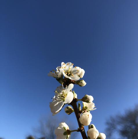 Blackthorn blossoming