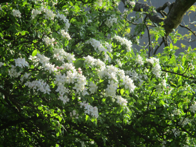 Blossom on the farm