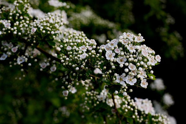 Blossom, blossom and more blossom!