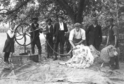 Harvesting wool back in the day