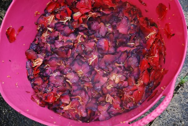 Foraged camellia flowers in a dyebath