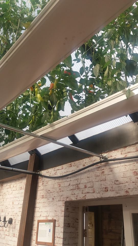 Hydroponics in action with chilli plants