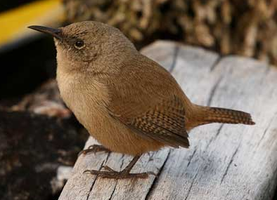 Wren