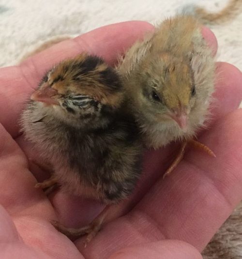 Week old quail chicks (pic: Melville, creative commons).