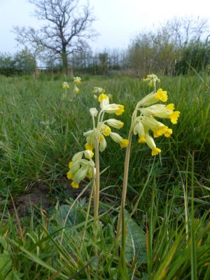 Cowslip found in wildflower meadows in spring