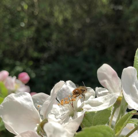 Crabapple (Evereste)