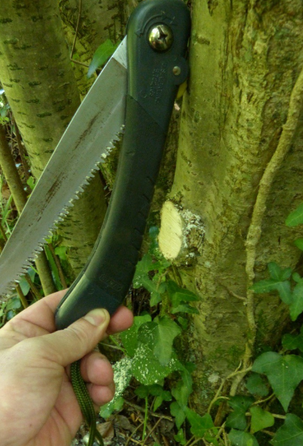 Cutting an appropriate branch to make a walking staff