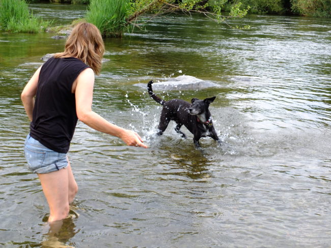 Dogs can enjoy wild swimming too!