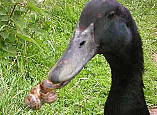 Using ducks for pest control in the garden