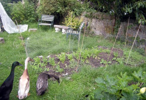 It's wise to fence off vulnerable plants when it comes to slug control with ducks