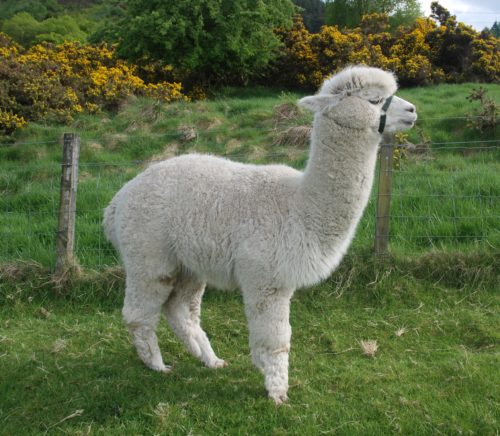 A Male Huacaya alpaca