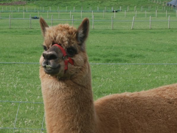  Alpacas representative image