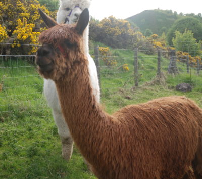 A suri alpaca at Bobcat alpacas