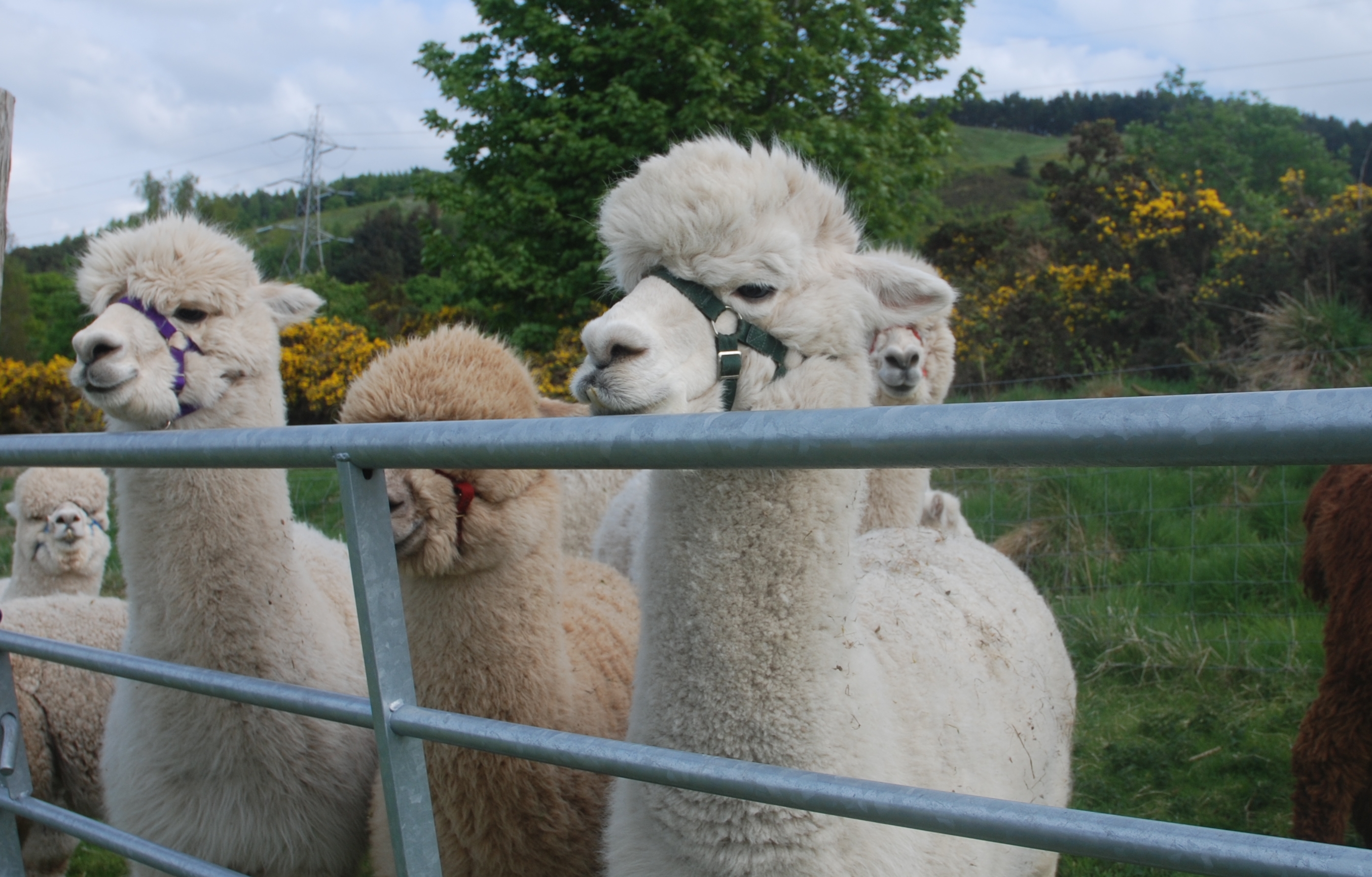 A herd of male alpacas at bobcat alpacas