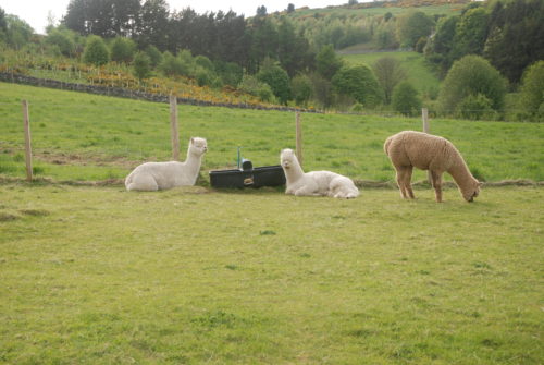 A herd of female alpacas at Bobcat Alpacas