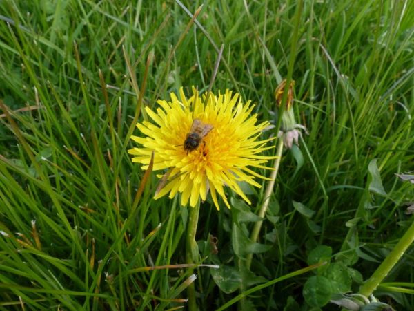 Wildflower meadows in spring: what to look forward to