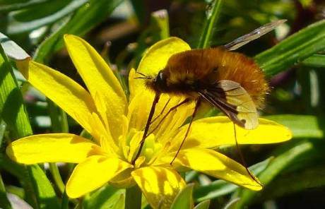 Jo’s Mini Meadow Part 2: our beautiful and vital insects