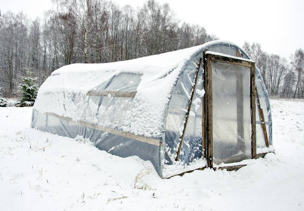 What to sow, plant and harvest in your polytunnel or greenhouse in December