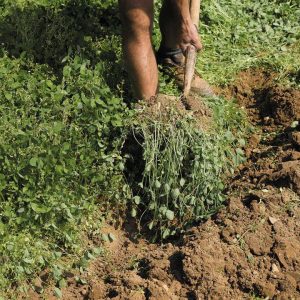 digging-green-manure-red-clover-300x300