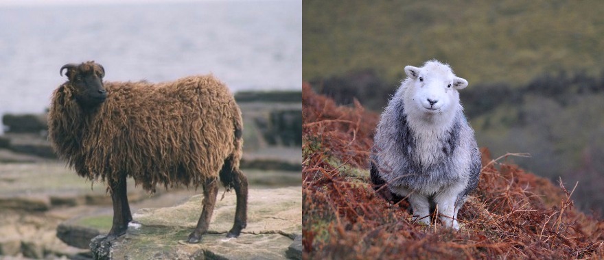 Varieties of double-coated sheep