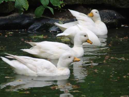 Call Ducks on the pond in the forest garden at Garden cottage (pic Graham Bell, Garden Cottage) 