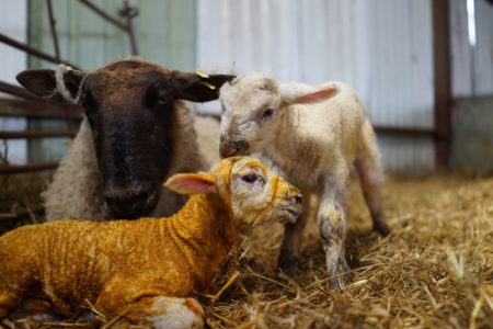 An easy lambing - a mother with newborn twins