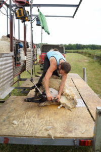 Ed shearing a sheep