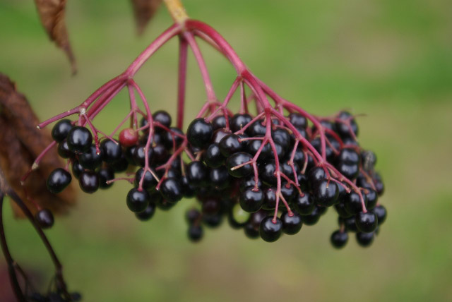 September forage of the month: elderberry elixir