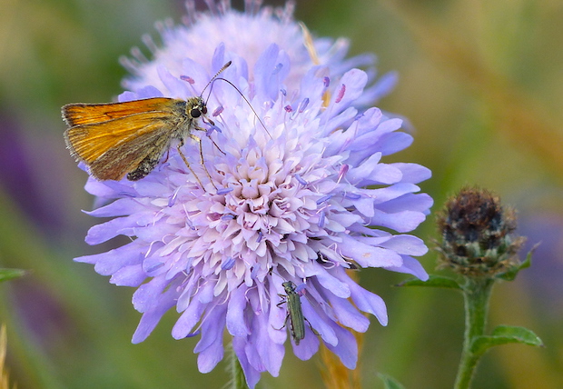 Jo’s Mini Meadow Part 5: new arrivals in the orchard meadow