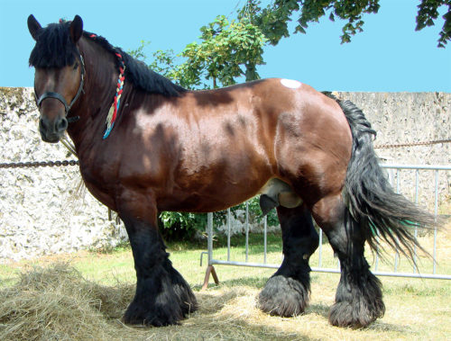 The muscular Ardennes horse, from which all heavy horse breeds originate.