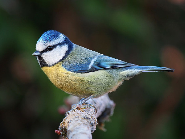 Could you be a recorder for the Nature’s Calendar project with the Woodland Trust?