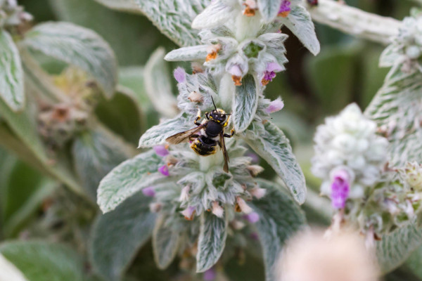 The Wool Carder bee – and why it’s one of my favourites