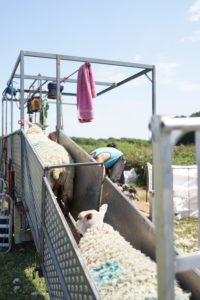 Ewes going up the ramp to be sheared