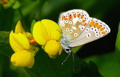 Female Common Blue on Birdsfoot Trefoil photographed by Jo Cartmell