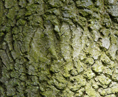 A bark rose on Oak