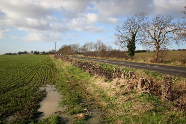 A severely flailed hedge in Lincolnshire