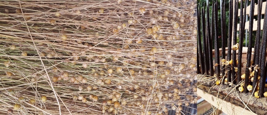 Flax with seeds to be threshed as part of the linen making process